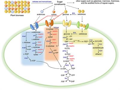 Enhancing the Co-utilization of Biomass-Derived Mixed Sugars by Yeasts